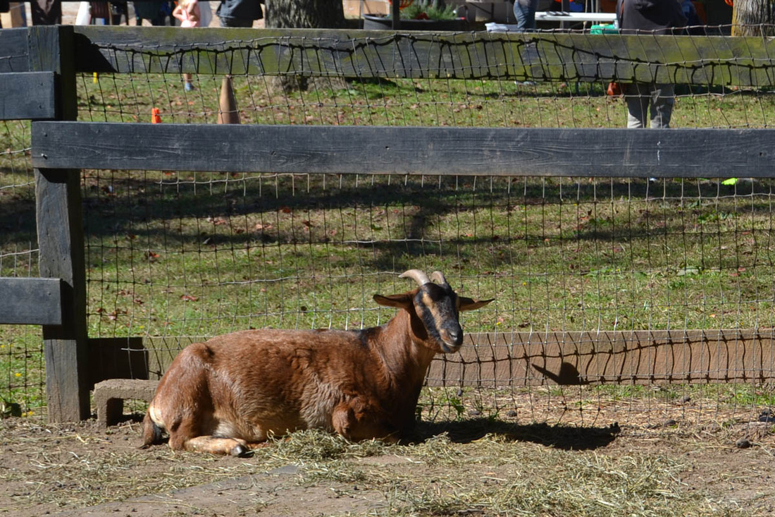 Save the Horses - Hay Day - Save the Horses Rescue